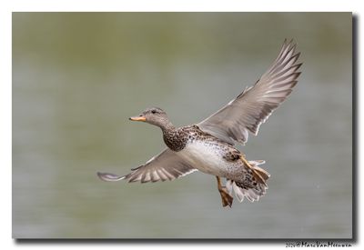 Krakeend - Gadwall