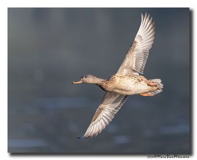 Krakeend - Gadwall
