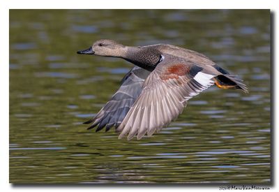 Krakeend - Gadwall