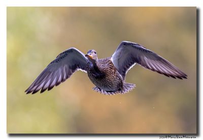 Krakeend - Gadwall