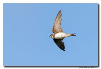 Oeverzwaluw - Sand Martin