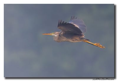 Purperreiger - Purple Heron