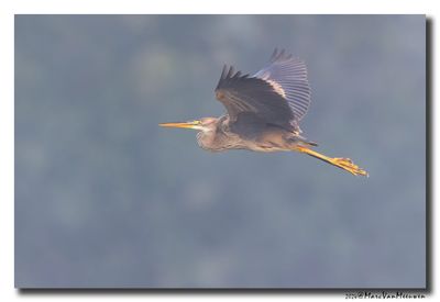 Purperreiger - Purple Heron