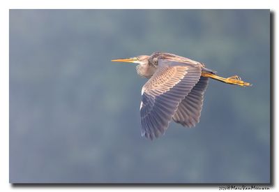 Purperreiger - Purple Heron