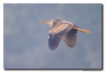 Purperreiger - Purple Heron