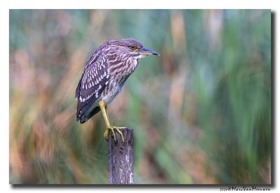 Kwak - Black-crowned Night-Heron