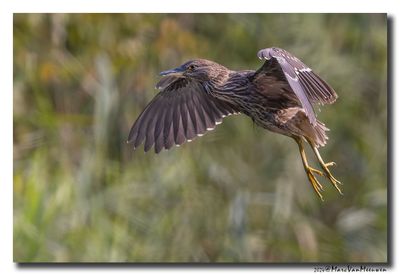Kwak - Black-crowned Night-Heron