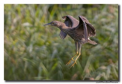 Kwak - Black-crowned Night-Heron