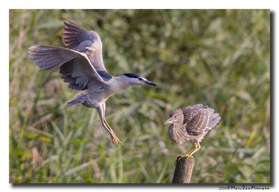 Kwak - Black-crowned Night-Heron