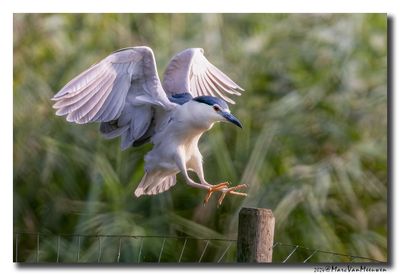 Kwak - Black-crowned Night-Heron