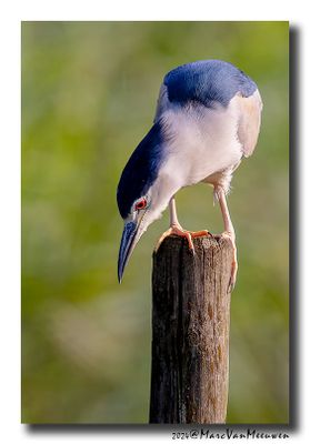 Kwak - Black-crowned Night-Heron
