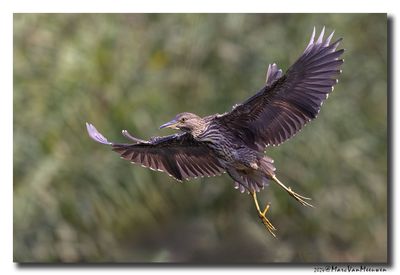 Kwak - Black-crowned Night-Heron