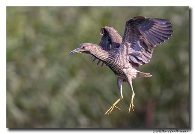 Kwak - Black-crowned Night-Heron