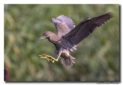 Kwak - Black-crowned Night-Heron