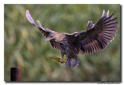 Kwak - Black-crowned Night-Heron