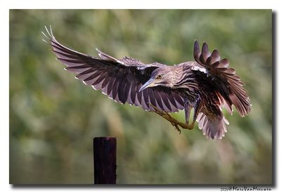 Kwak - Black-crowned Night-Heron