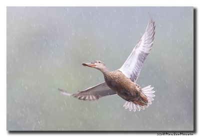 Slobeend - Northern Shoveler
