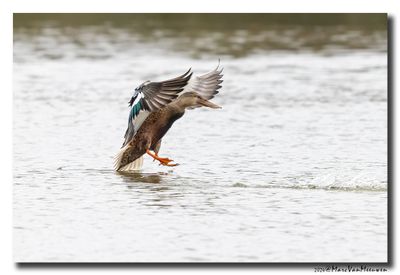 Slobeend - Northern Shoveler