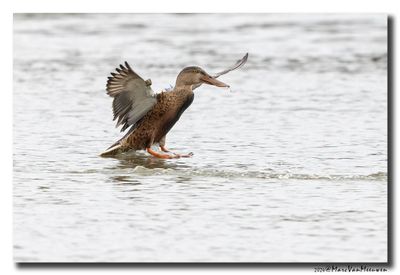 Slobeend - Northern Shoveler