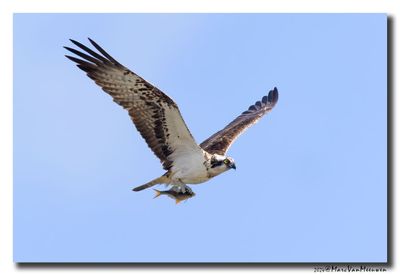 Visarend - Osprey