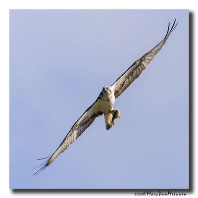 Visarend - Osprey