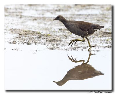 Waterhoen - Moorhen