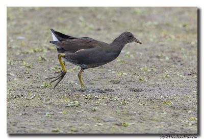 Waterhoen - Moorhen
