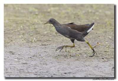 Waterhoen - Moorhen