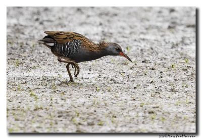 Waterral - Water Rail