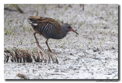 Waterral - Water Rail