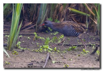 Waterral - Water Rail