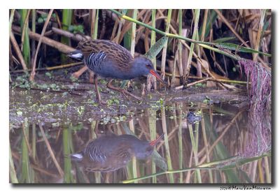 Waterral - Water Rail