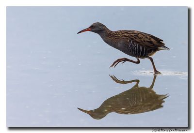 Waterral - Water Rail