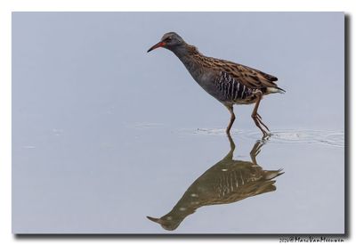 Waterral - Water Rail