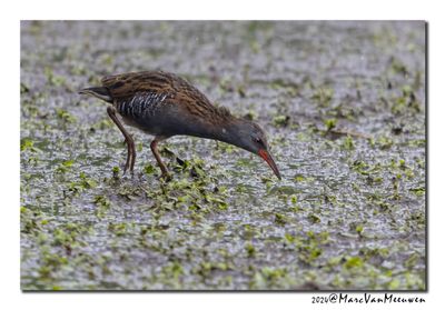 Waterral - Water Rail