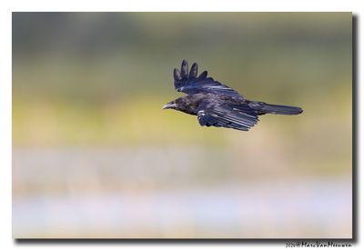 Zwarte Kraai - Carrion Crow