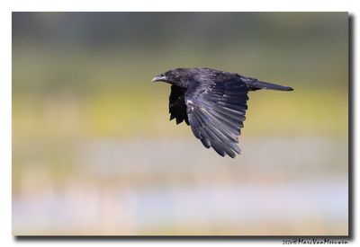 Zwarte Kraai - Carrion Crow