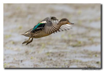 Wintertaling - Eurasian Teal