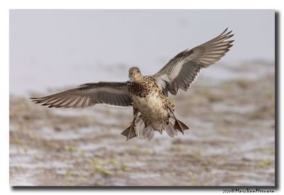 Wintertaling - Eurasian Teal