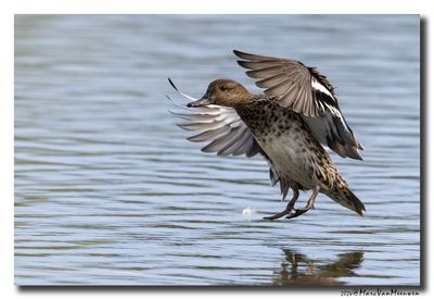 Wintertaling - Eurasian Teal