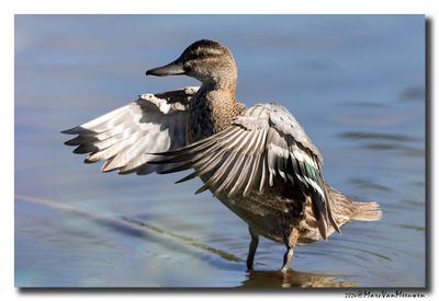 Zomertaling - Garganey
