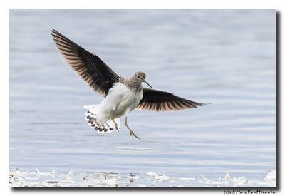 Witgat - Green Sandpiper