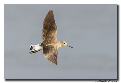 Witgat - Green Sandpiper