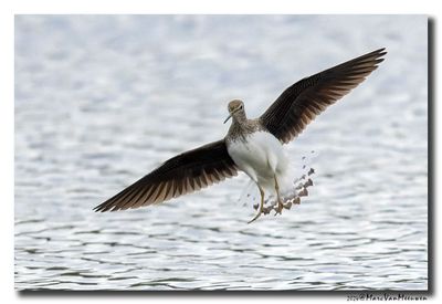 Witgat - Green Sandpiper