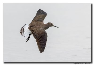 Witgat - Green Sandpiper