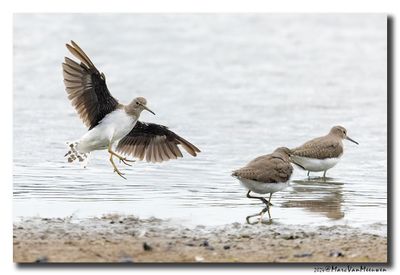 Witgat - Green Sandpiper