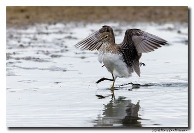 Witgat - Green Sandpiper