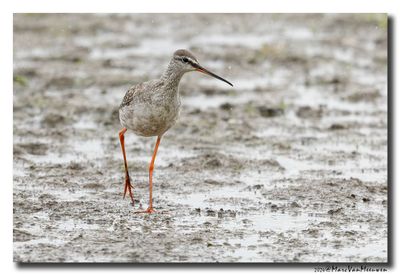 Zwarte Ruiter - Spotted Redshank
