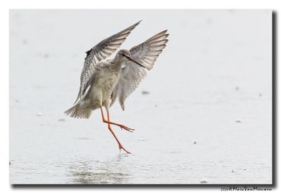 Zwarte Ruiter - Spotted Redshank