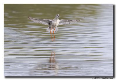 Zwarte Ruiter - Spotted Redshank